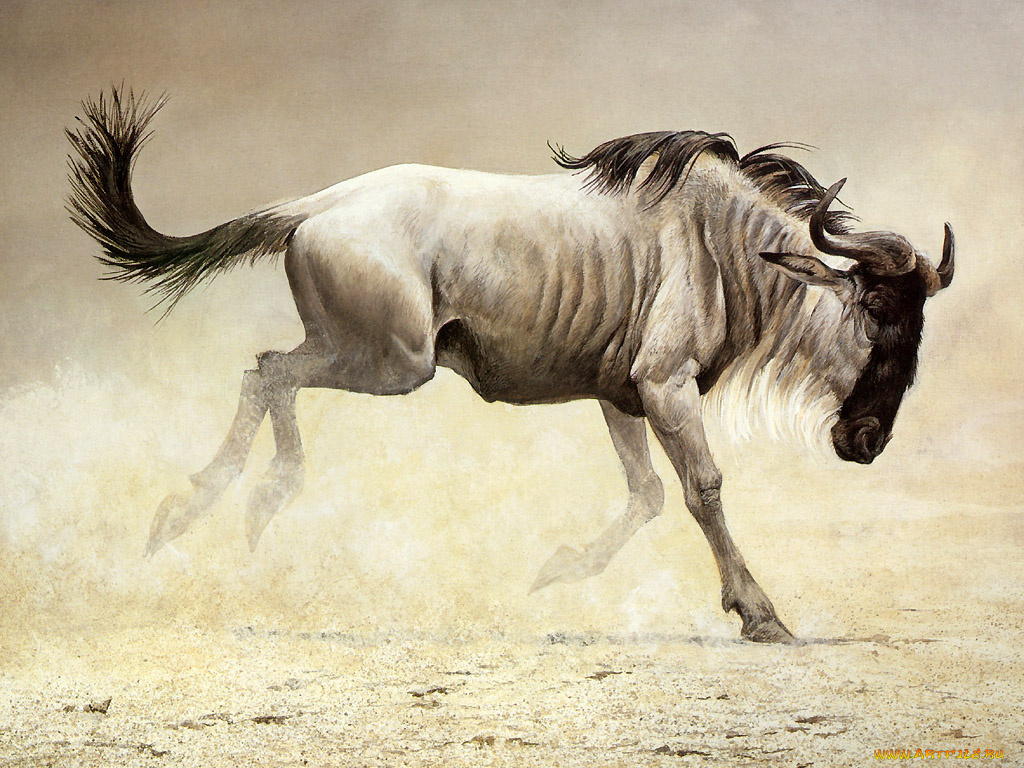 животные, антилопы