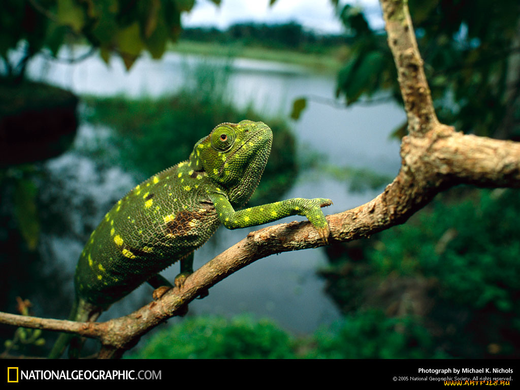 животные, хамелеоны