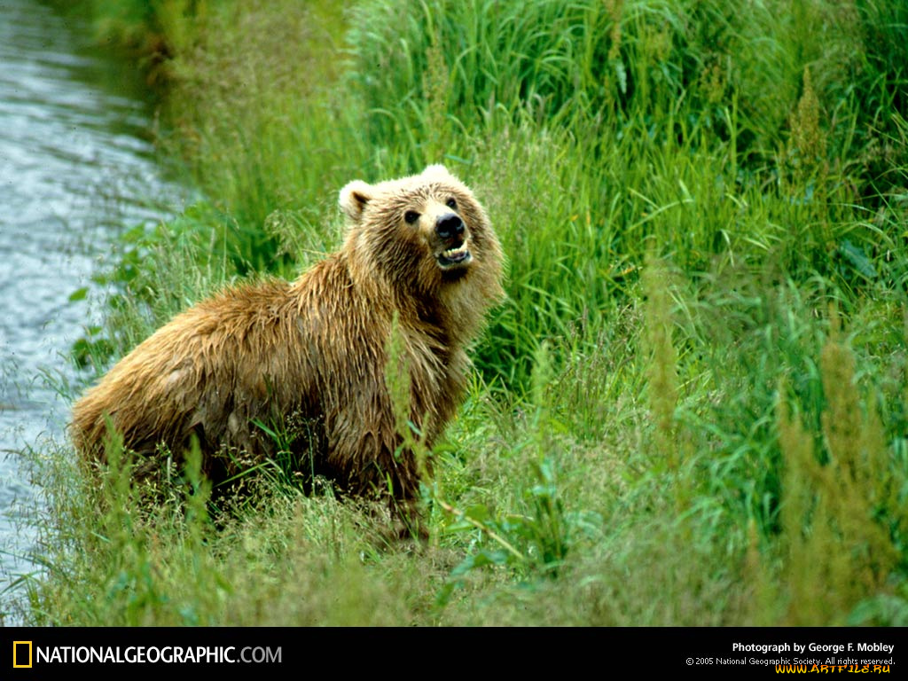 животные, медведи