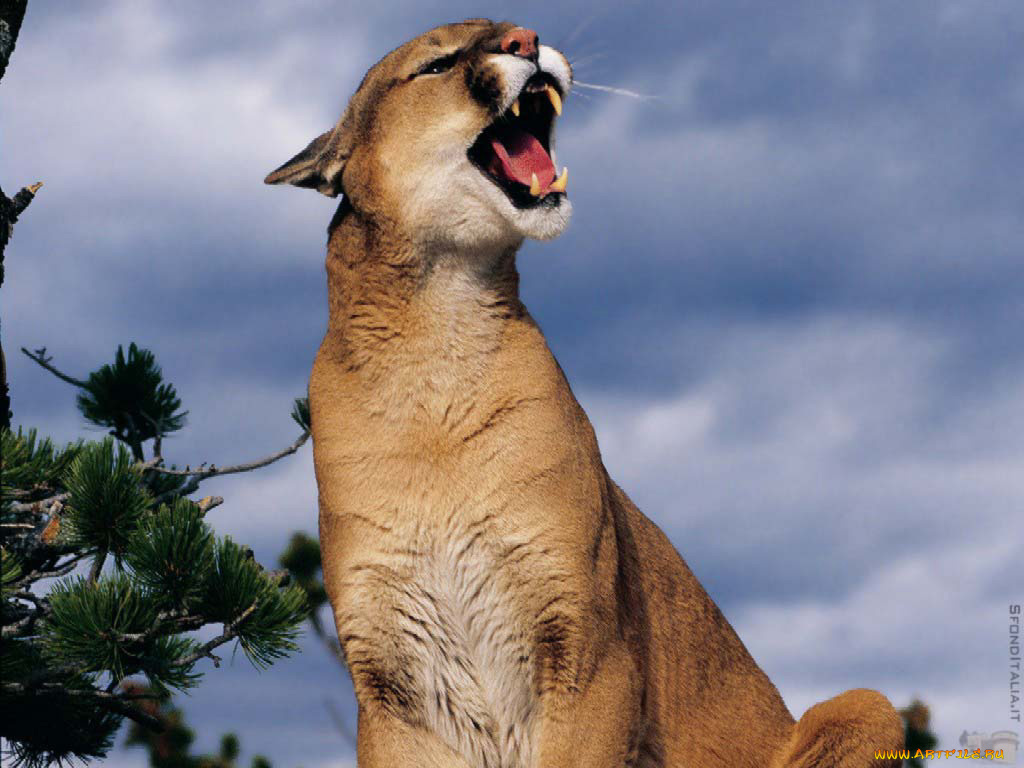 животные, пумы