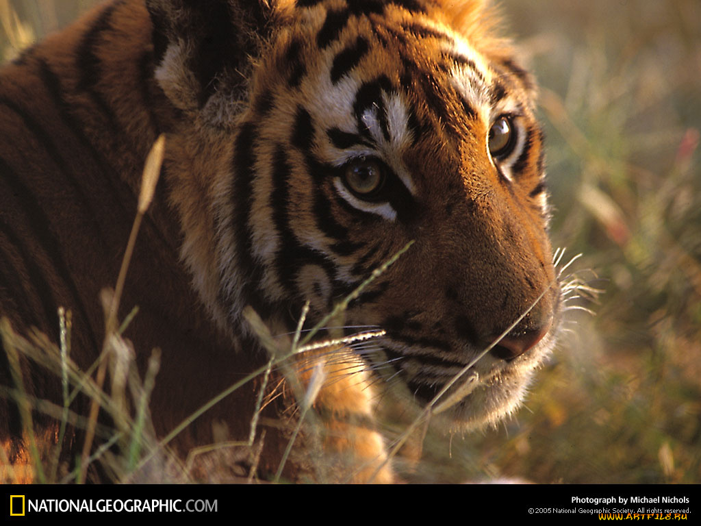 животные, тигры