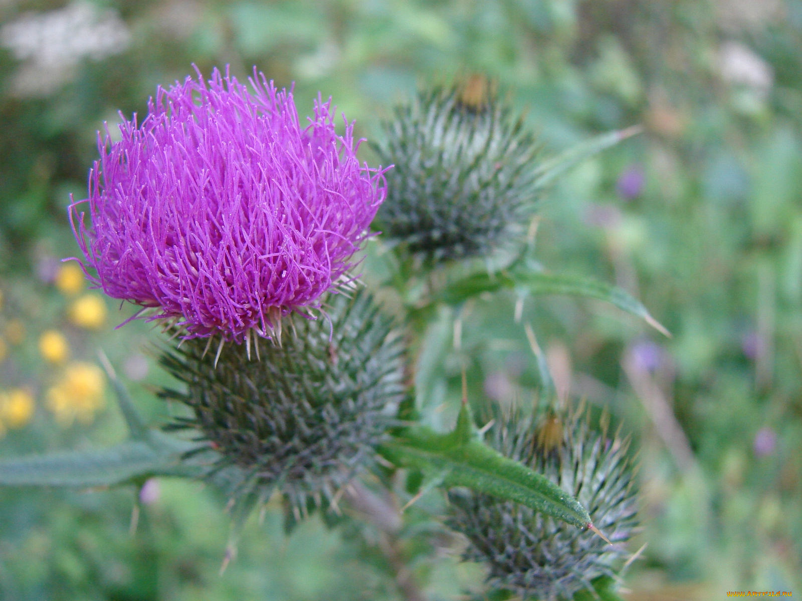 цветы, Чертополох, репейник