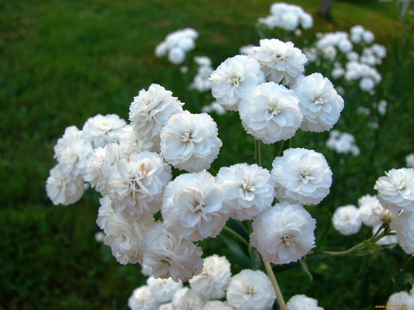 цветы, хризантемы