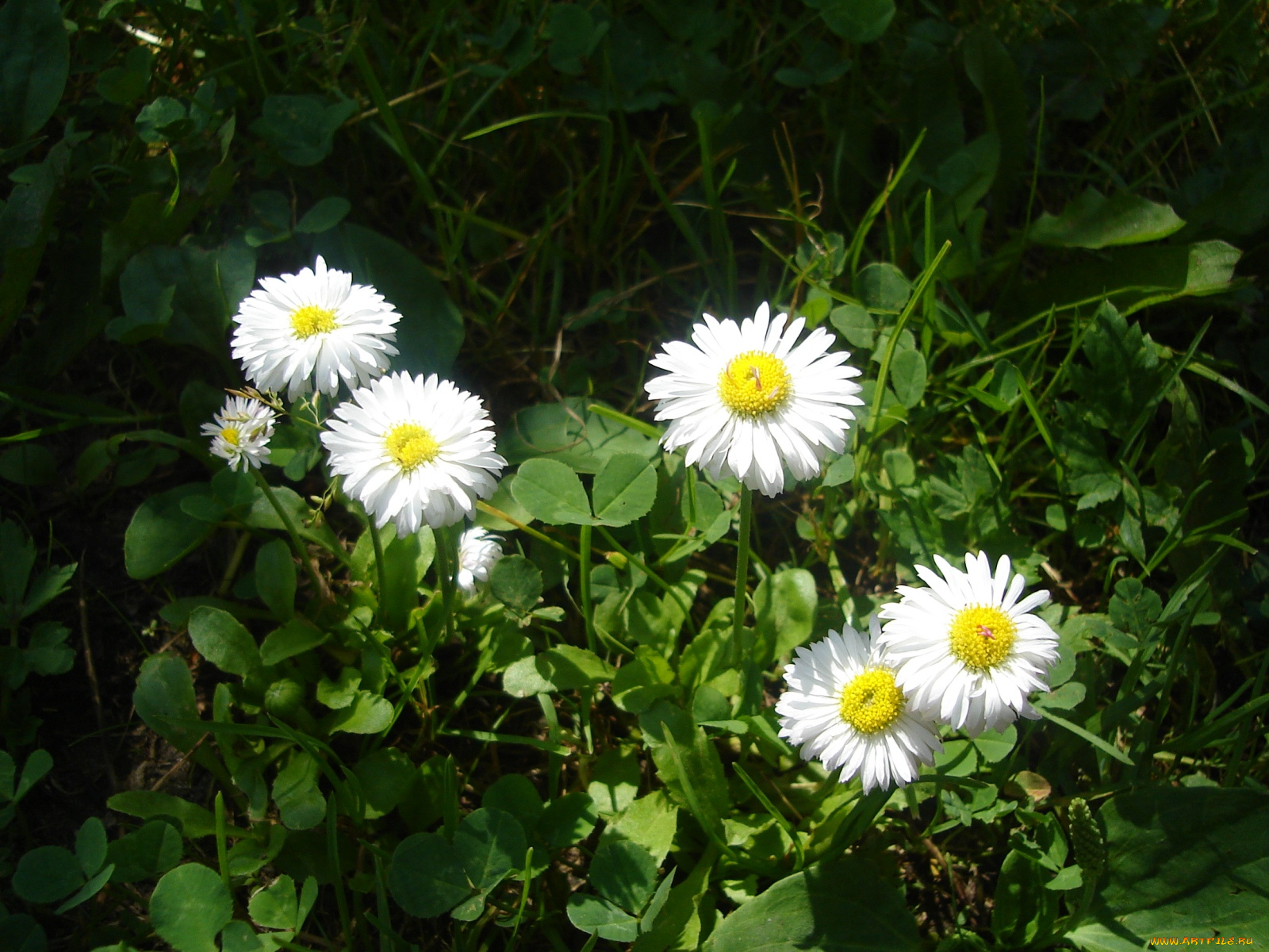 цветы, маргаритки