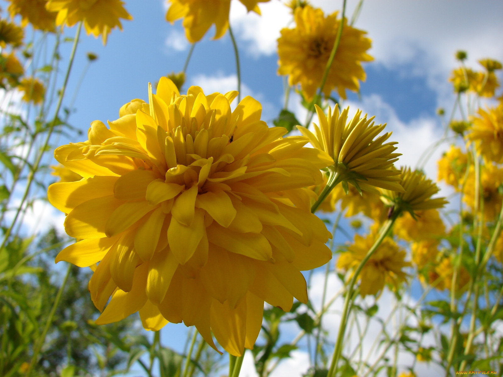 цветы, рудбекия