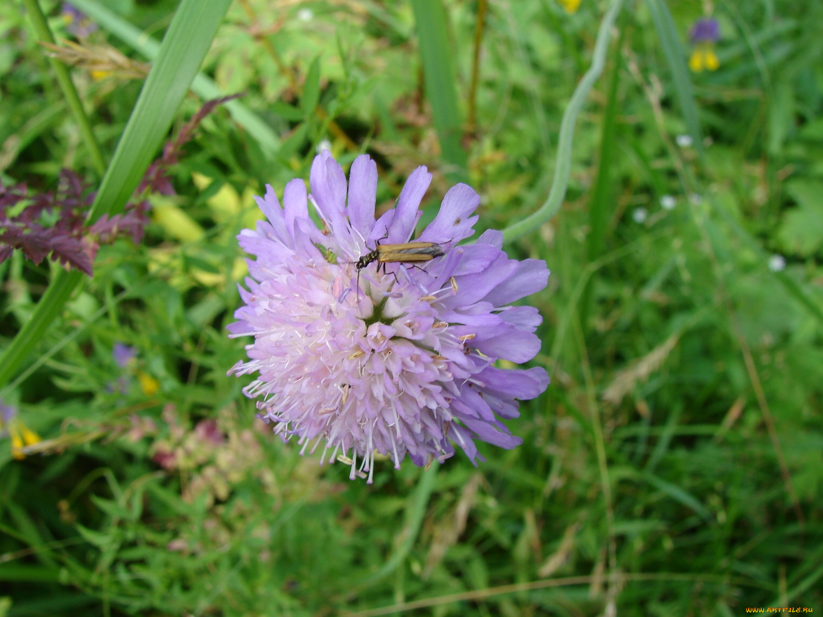цветы, скабиоза