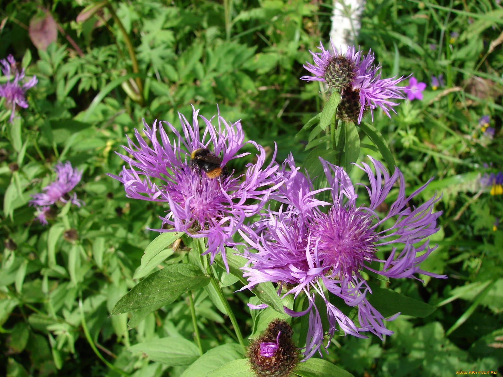 цветы, васильки