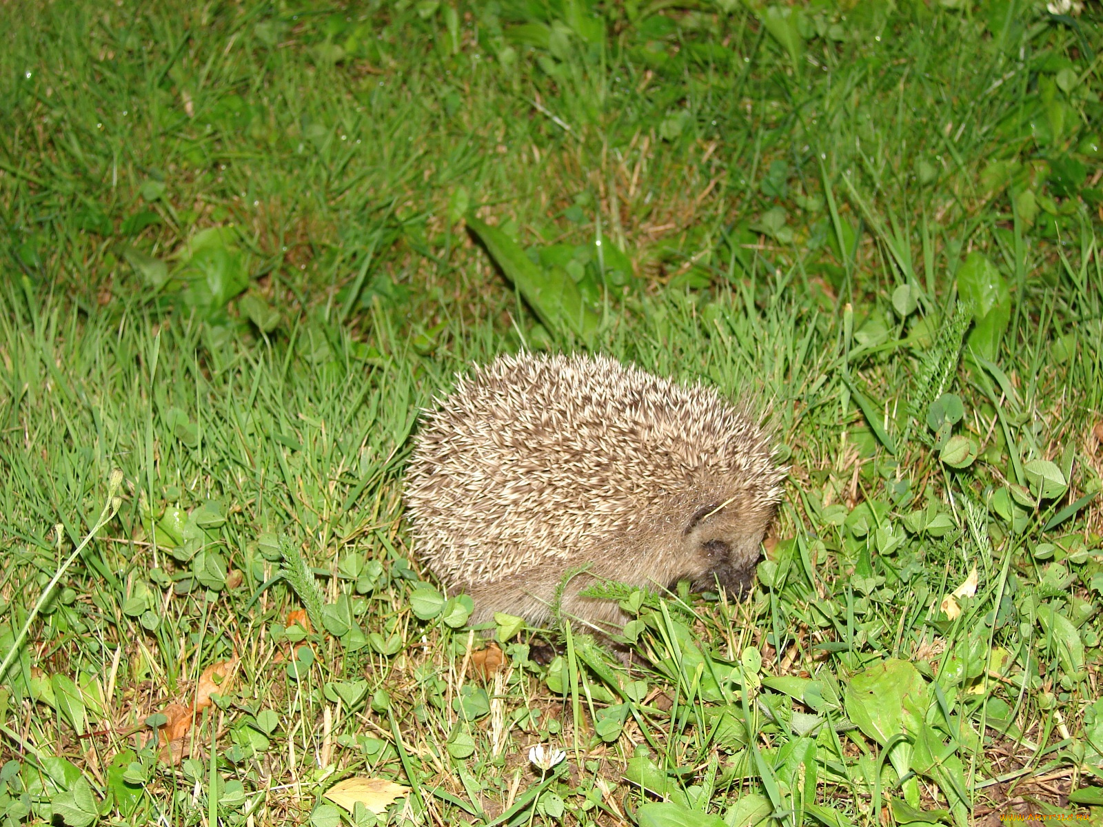 ежик, животные, ежи
