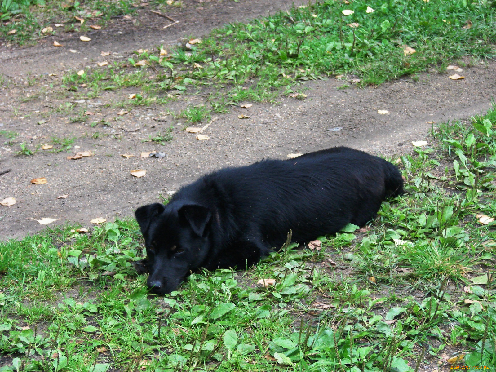 мой, друг, шарик, животные, собаки