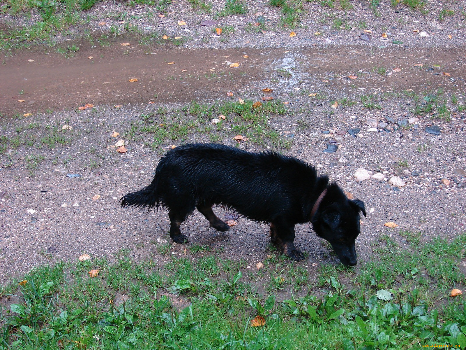 мой, друг, шарик, животные, собаки