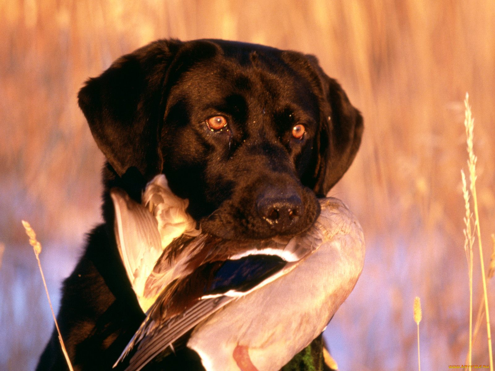 threebring, it, home, животные, собаки