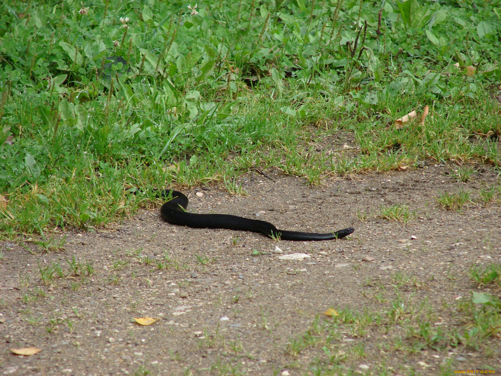 выползающая, погреться, гадюка, животные, змеи, питоны, кобры