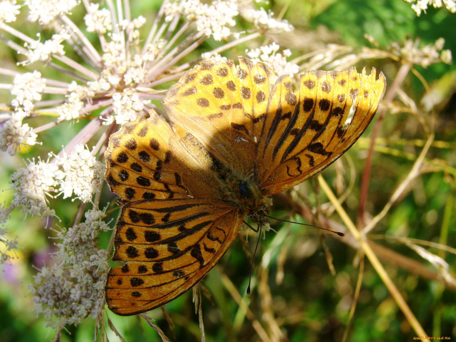 животные, бабочки