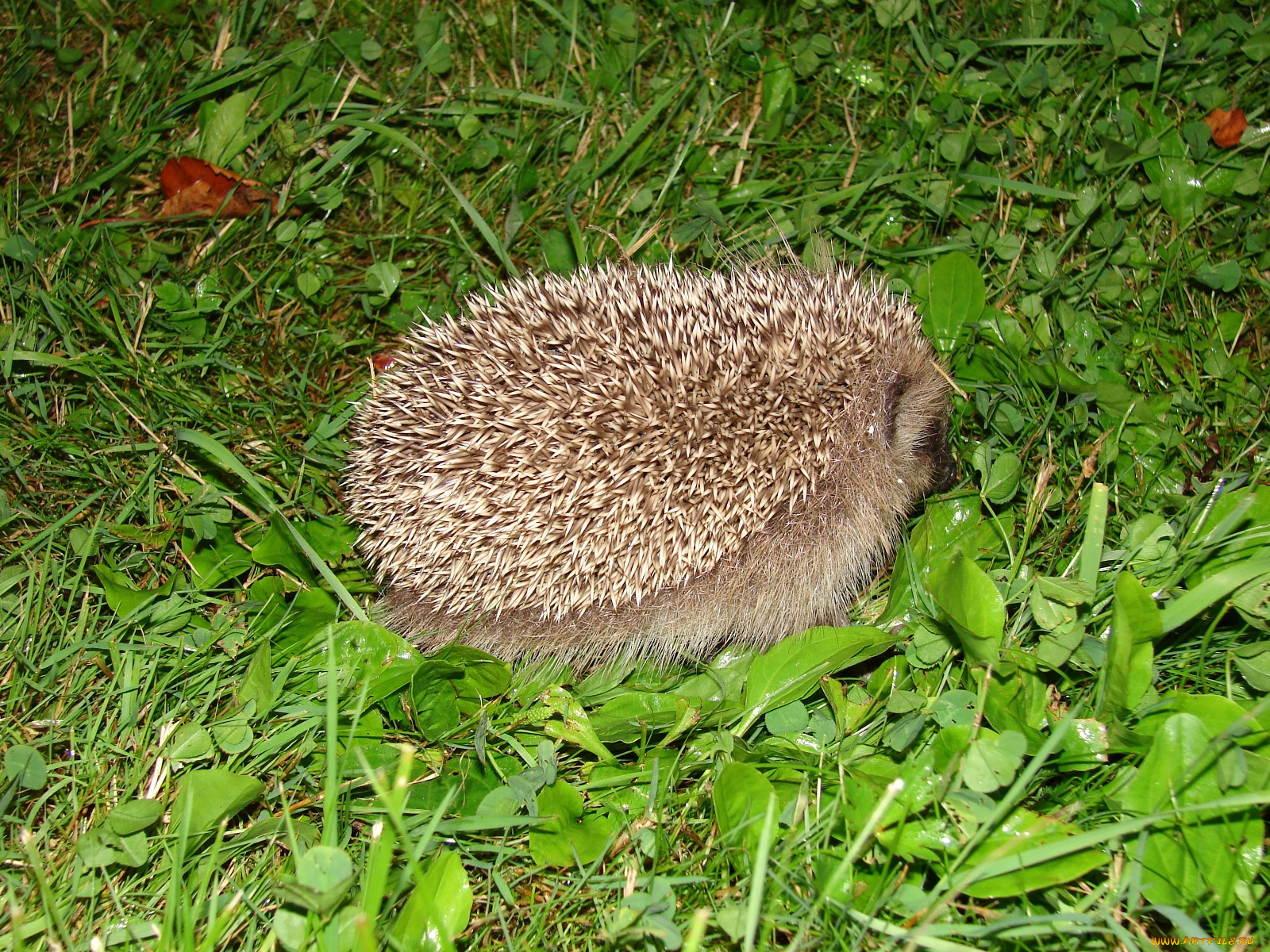животные, ежи