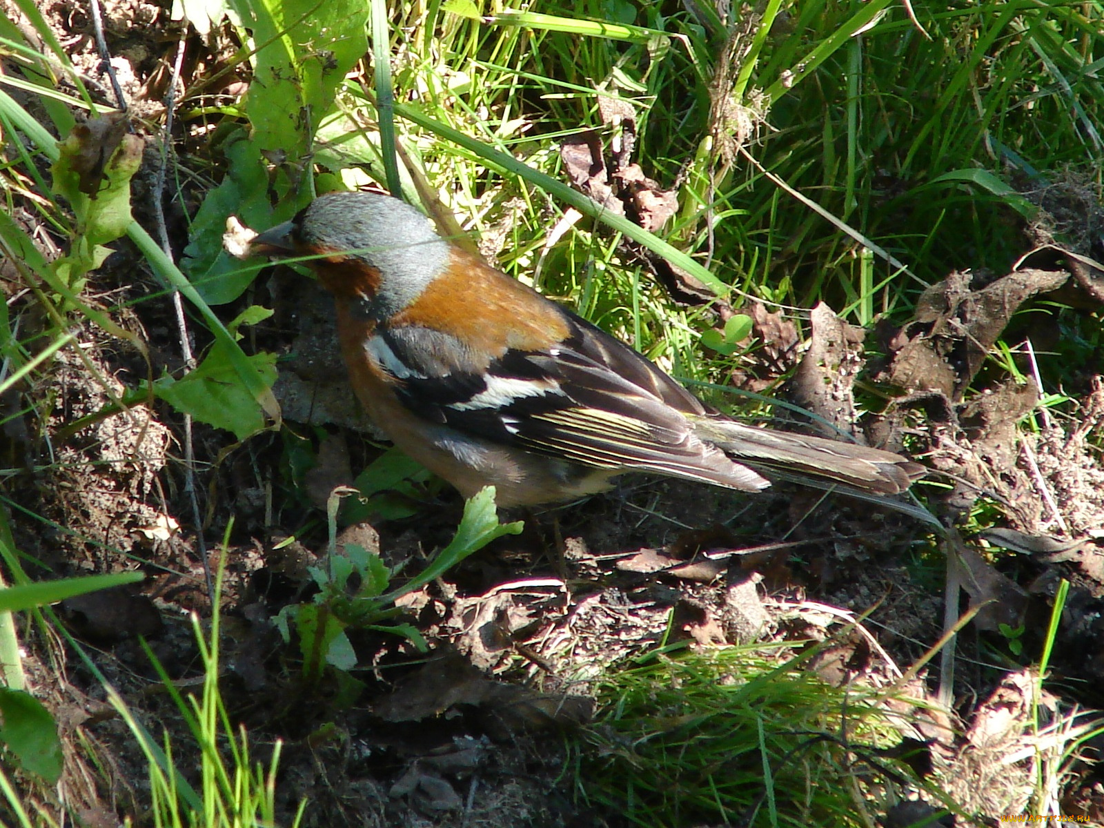 животные, птицы