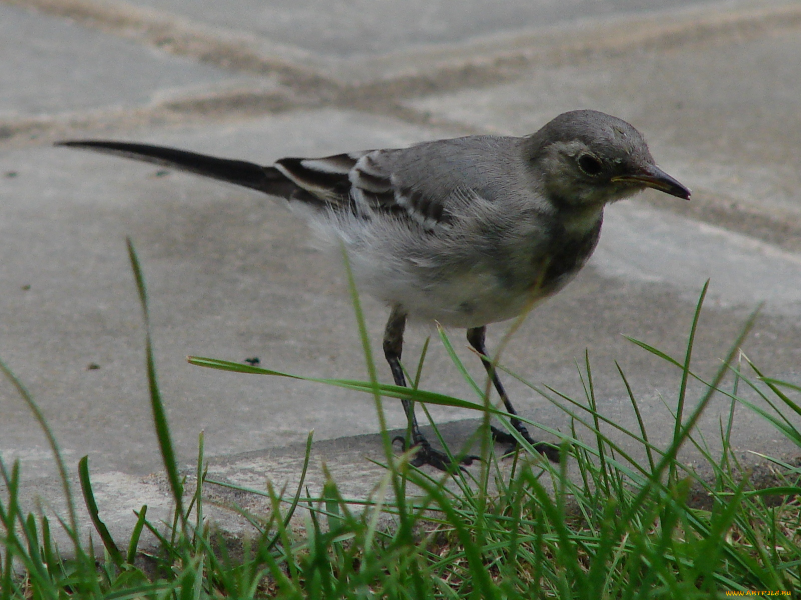 животные, птицы