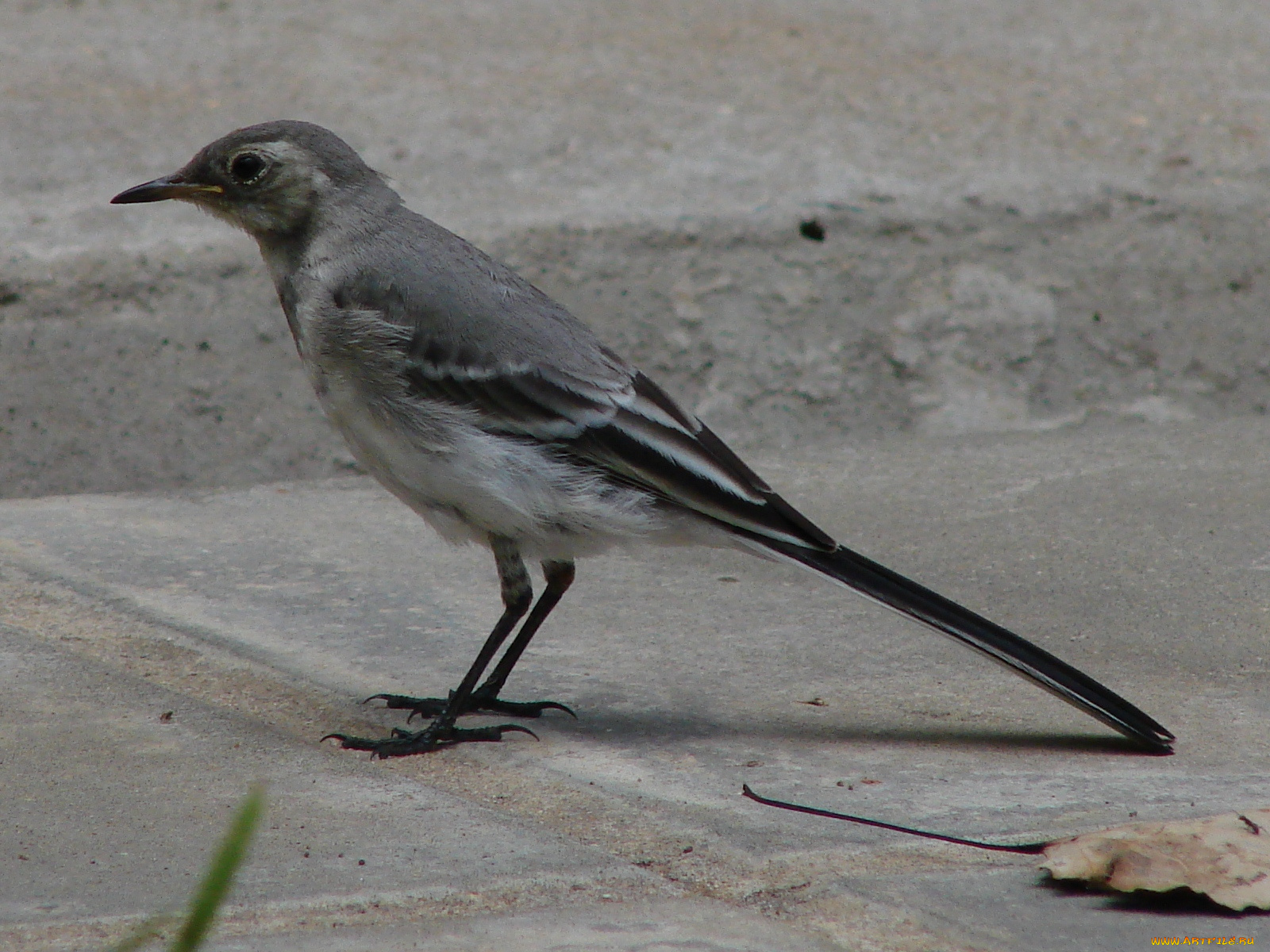 животные, птицы