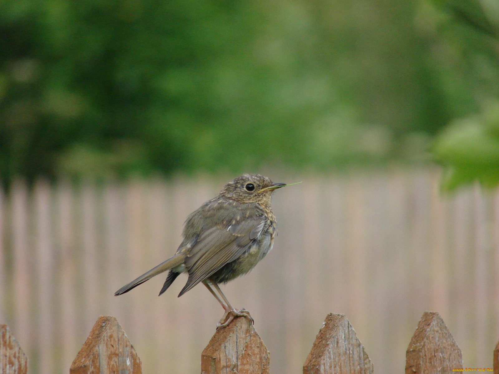 животные, птицы