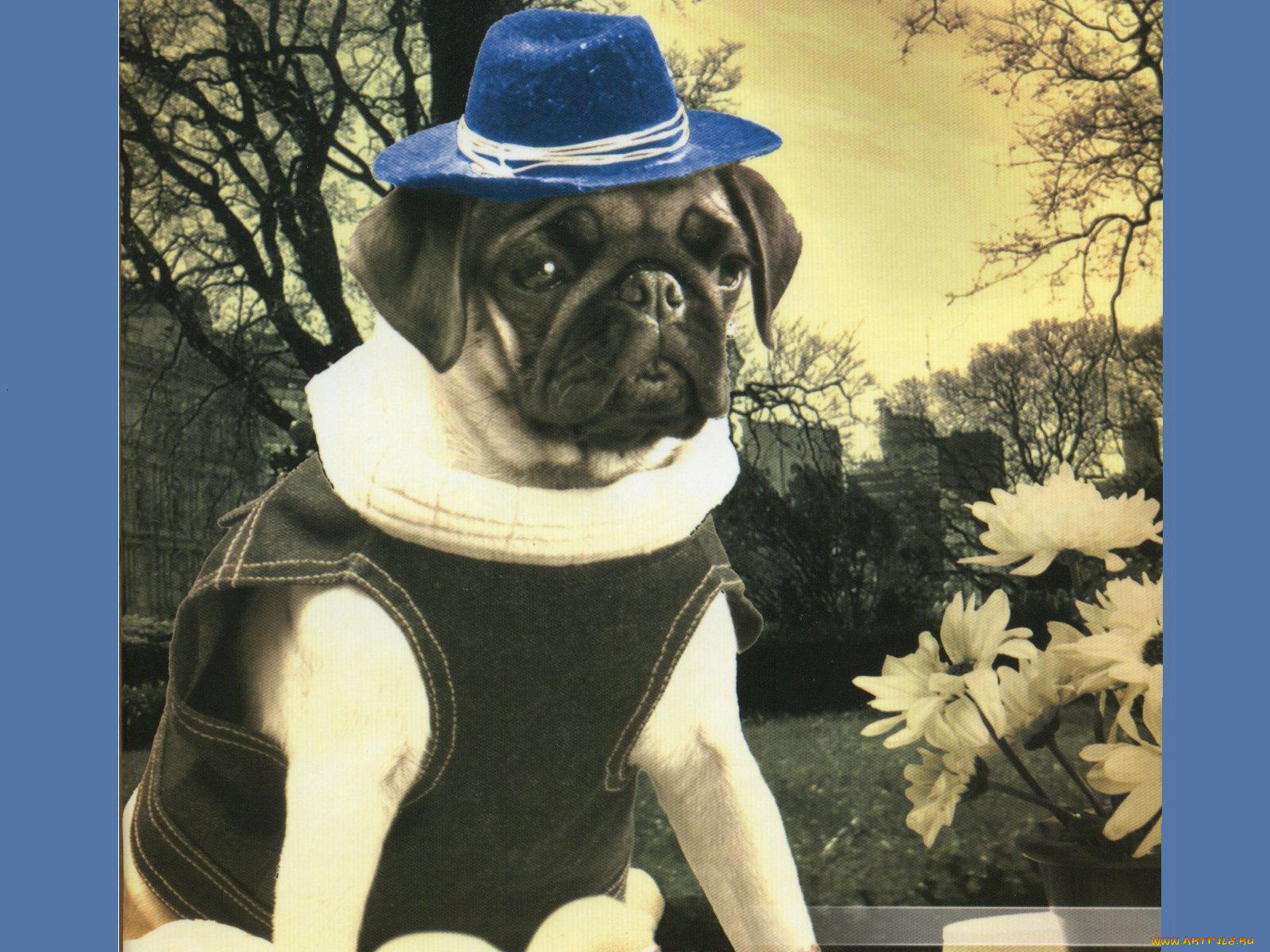 животные, собаки