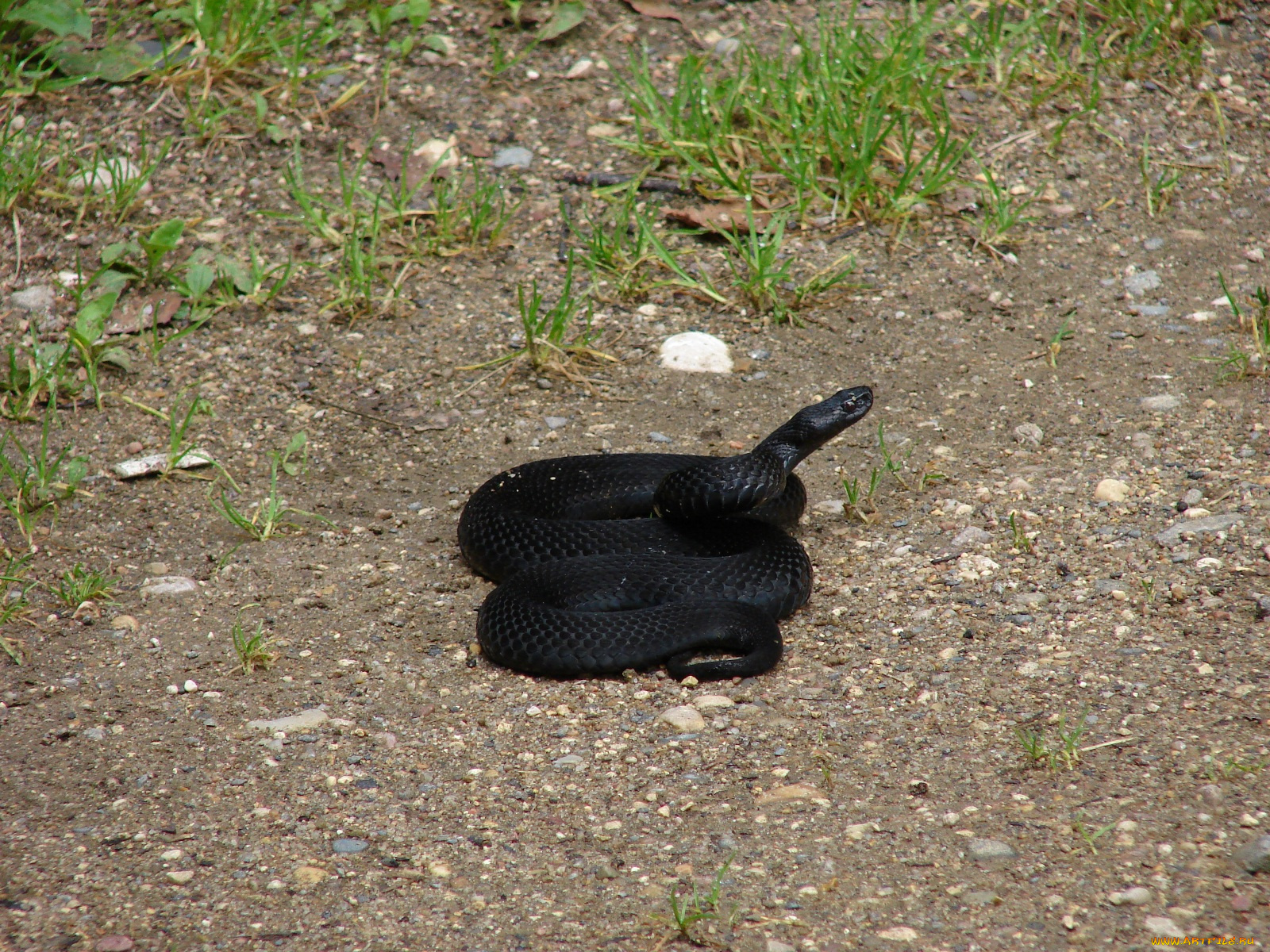 животные, змеи, питоны, кобры