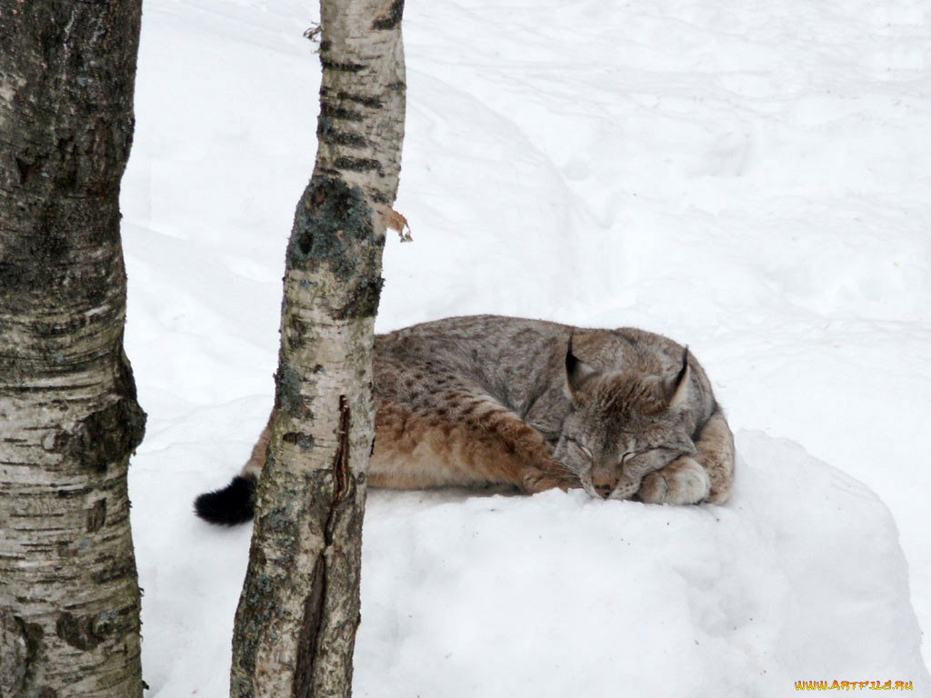 животные, рыси
