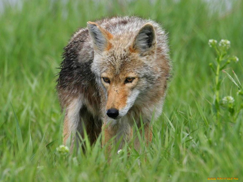 животные, волки