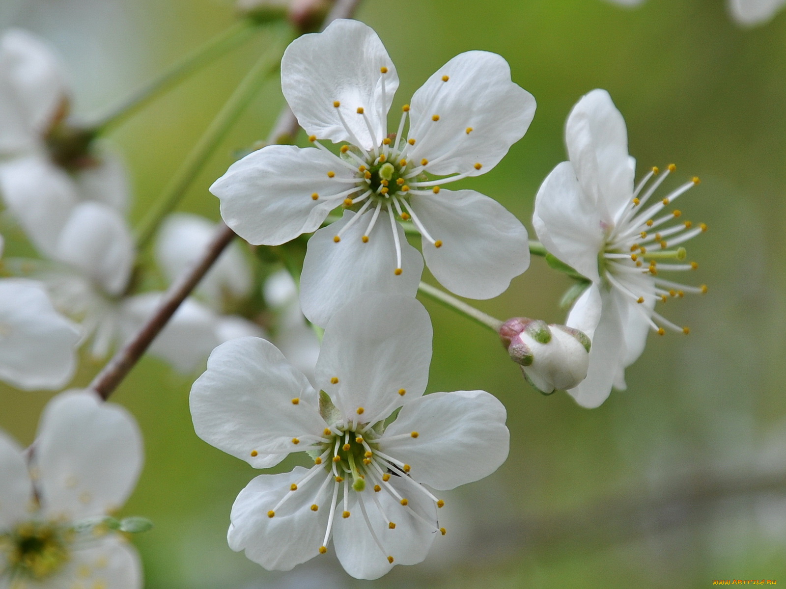 цветы, цветущие, деревья, кустарники