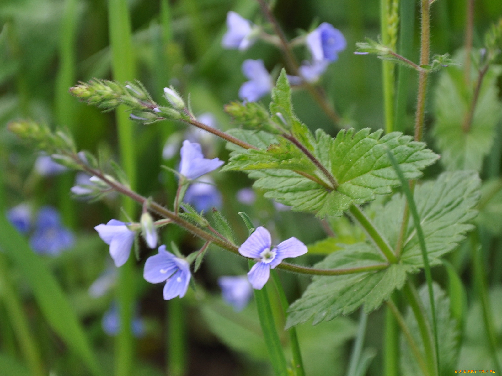 цветы, луговые, полевые