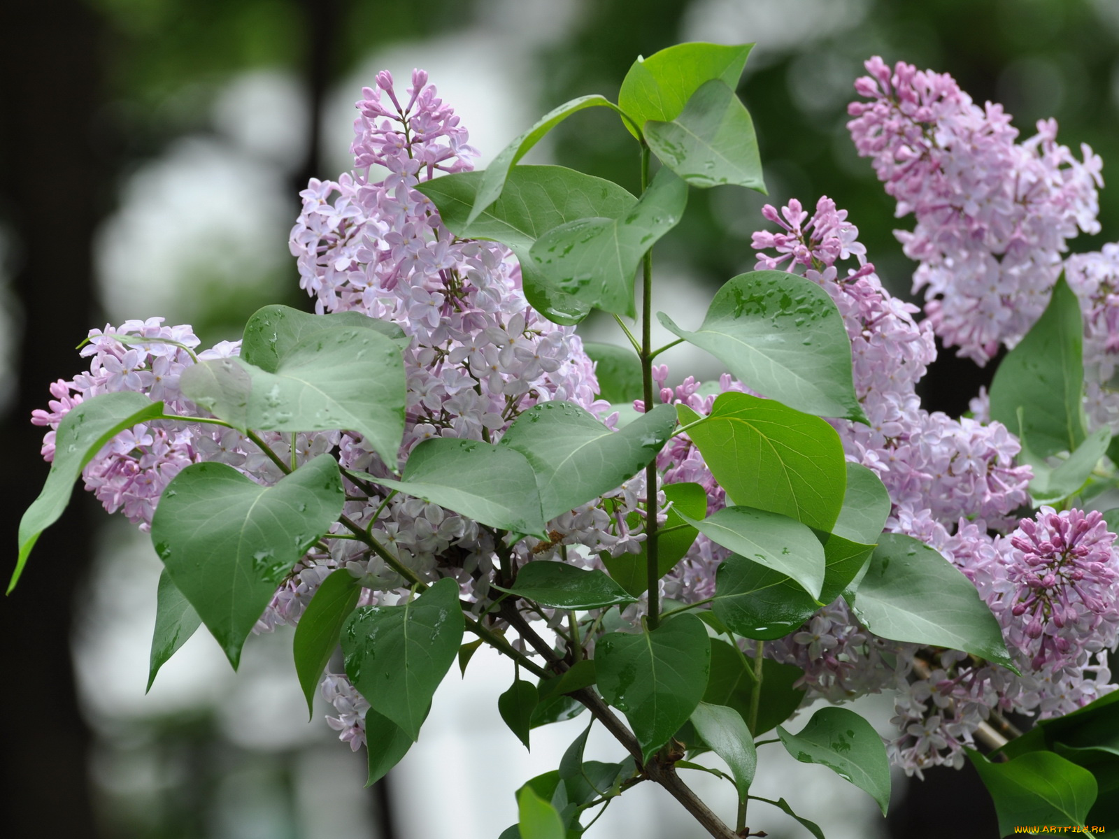 цветы, сирень
