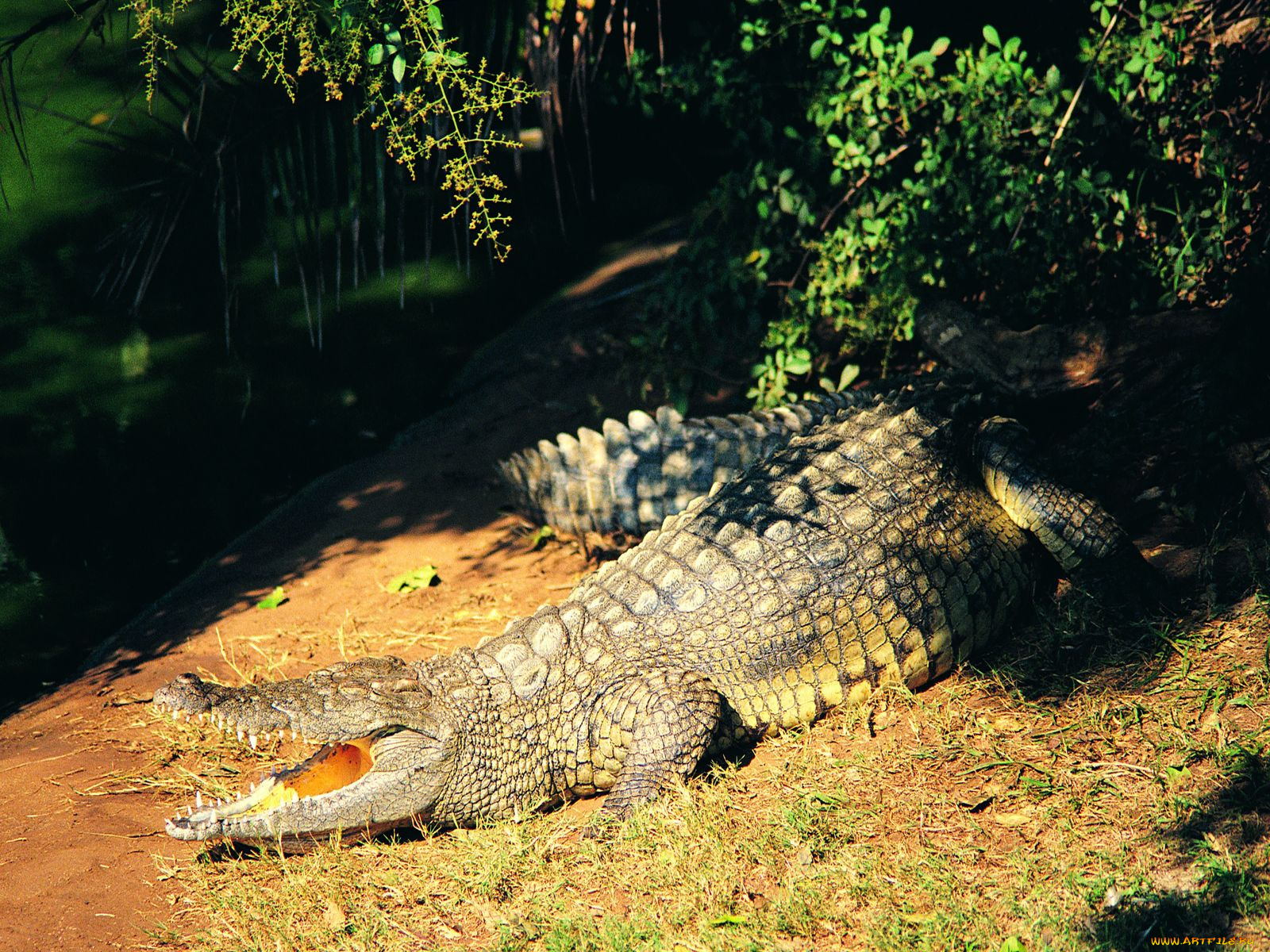 животные, крокодилы