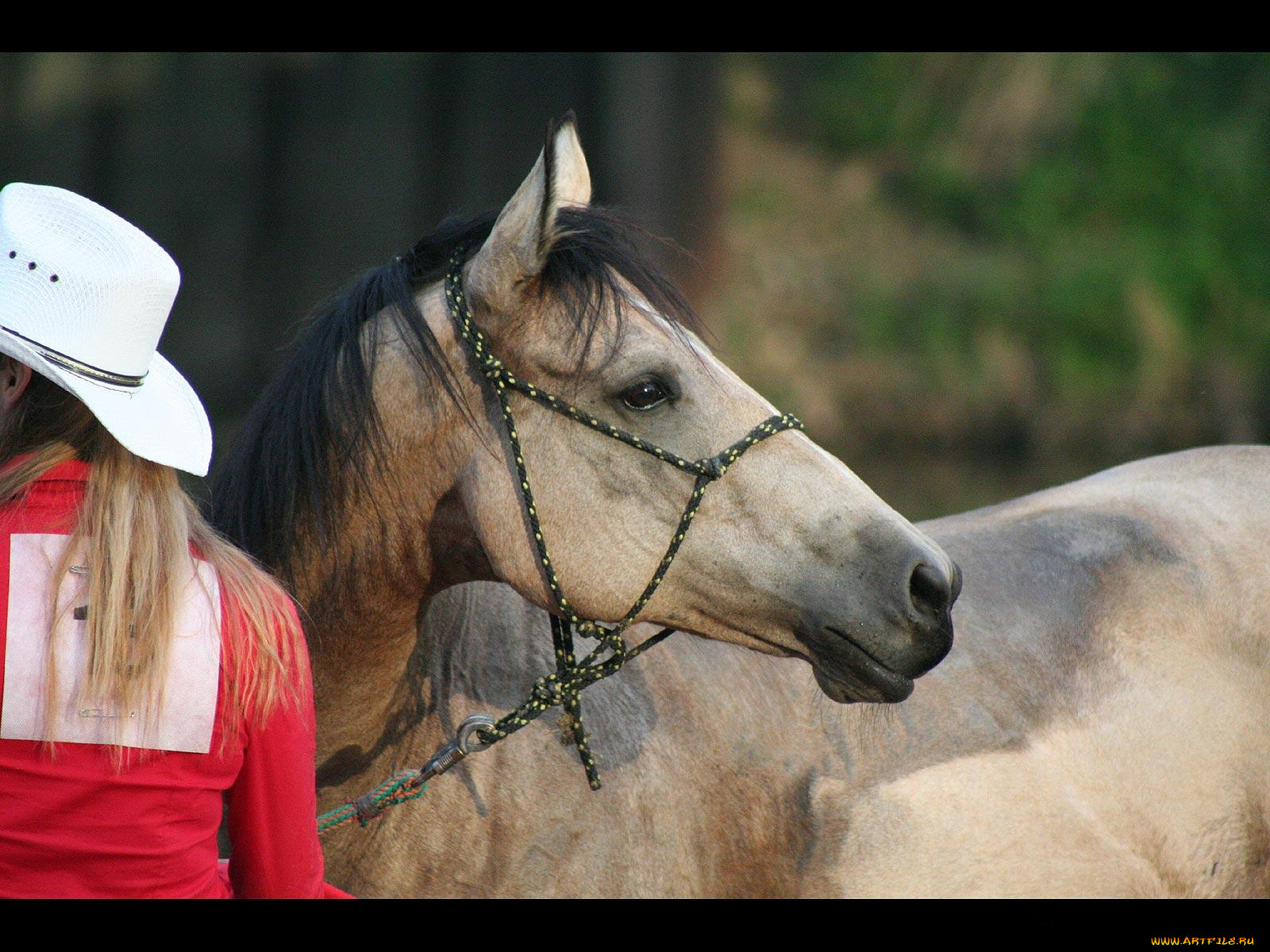 животные, лошади