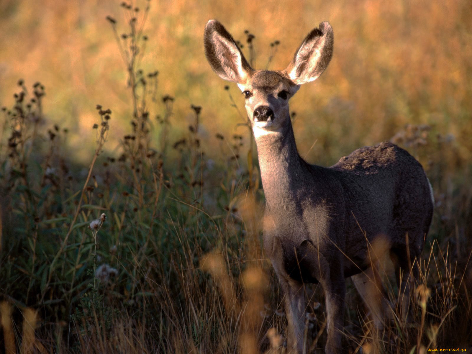 животные, олени