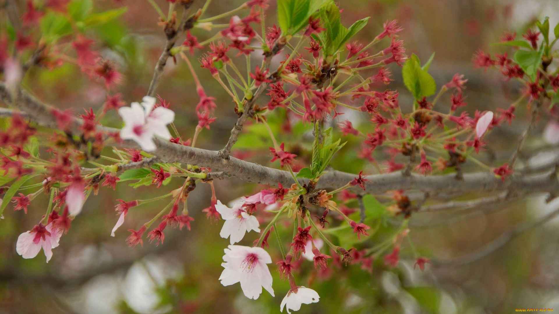 цветы, цветущие, деревья, кустарники