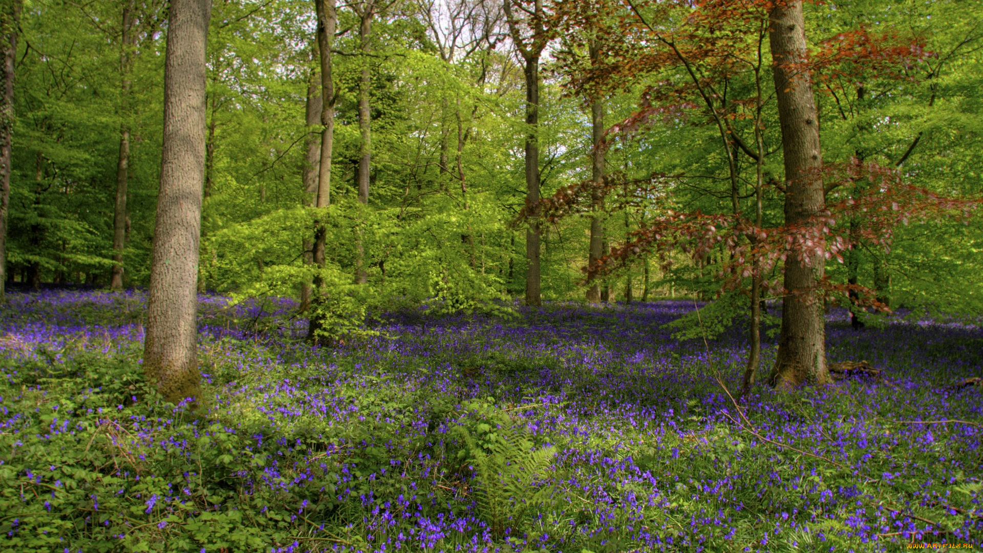 природа, лес