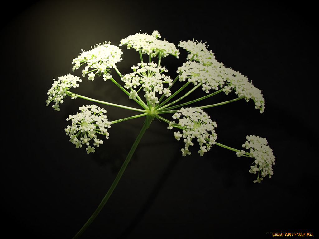 цветы, луговые, полевые