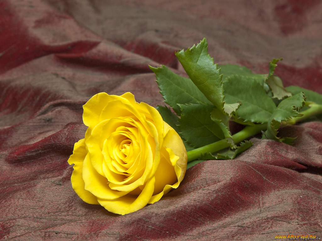 цветы, розы