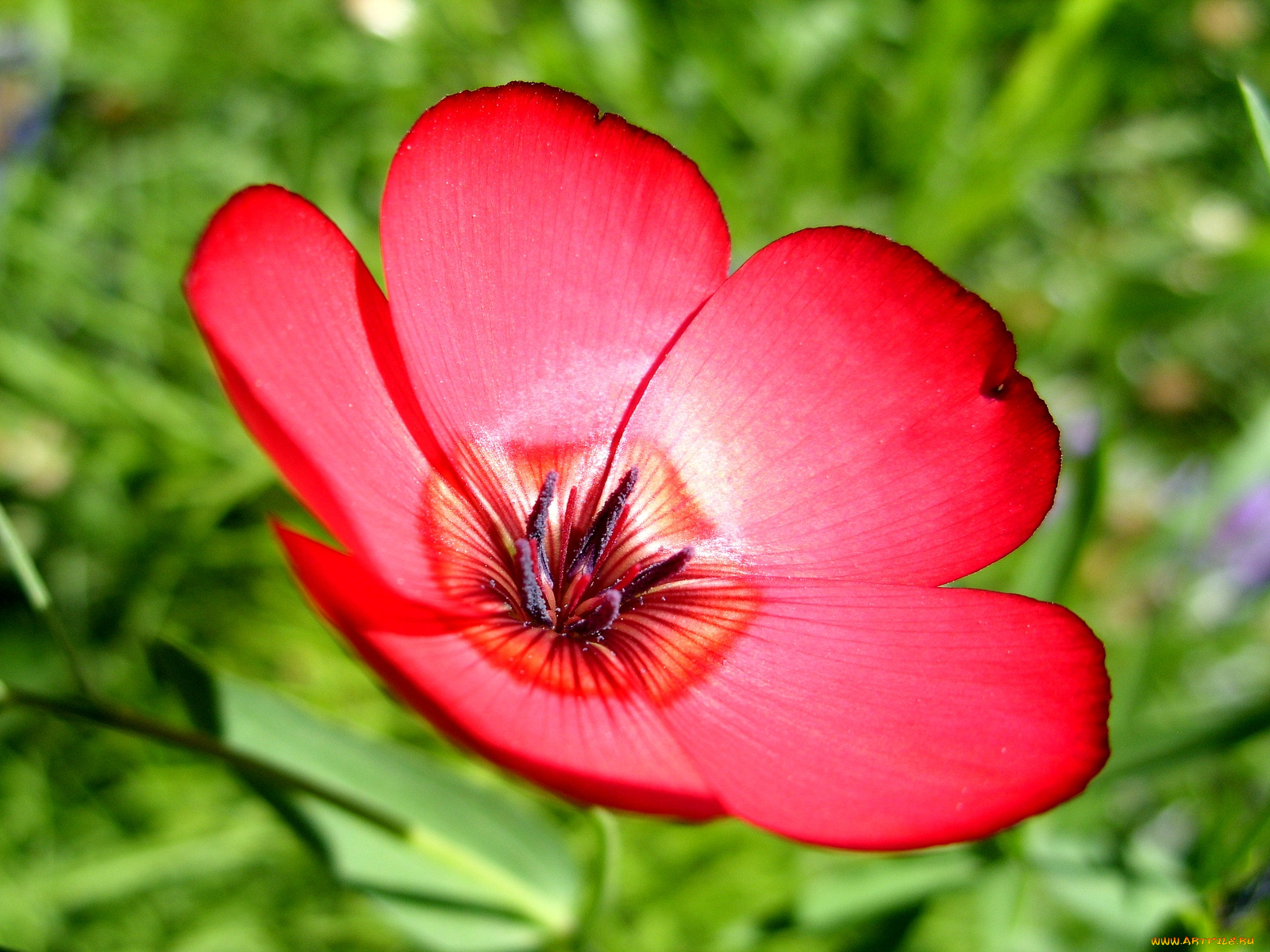 цветы, луговые, полевые