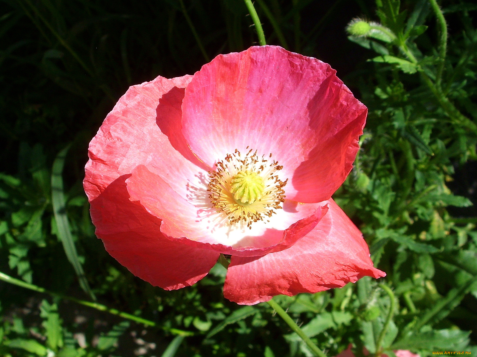 цветы, маки