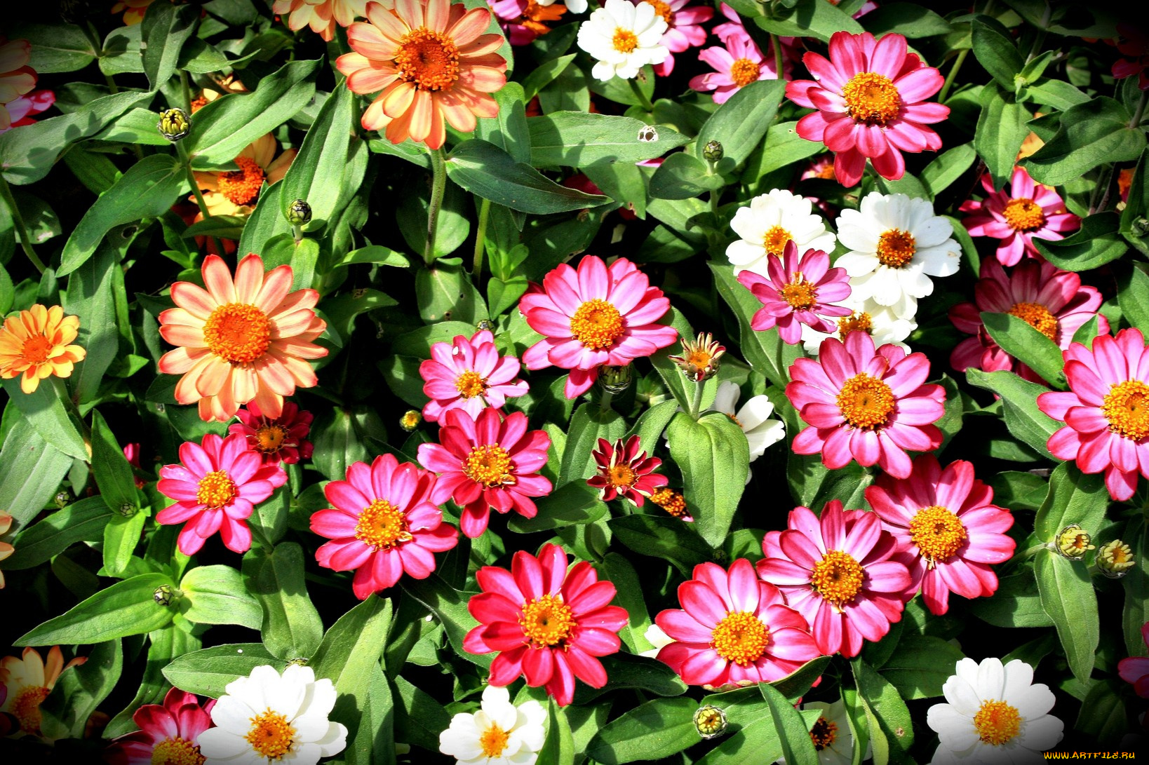 цветы, гайлардии, гелениумы