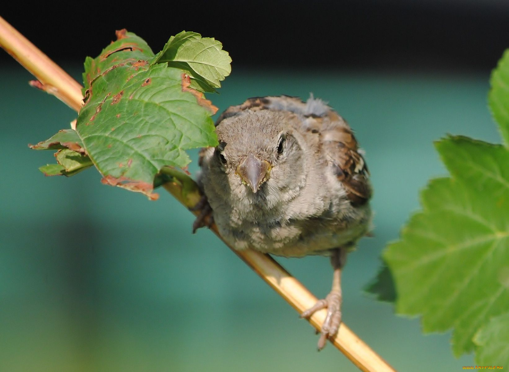 животные, воробьи, воробей