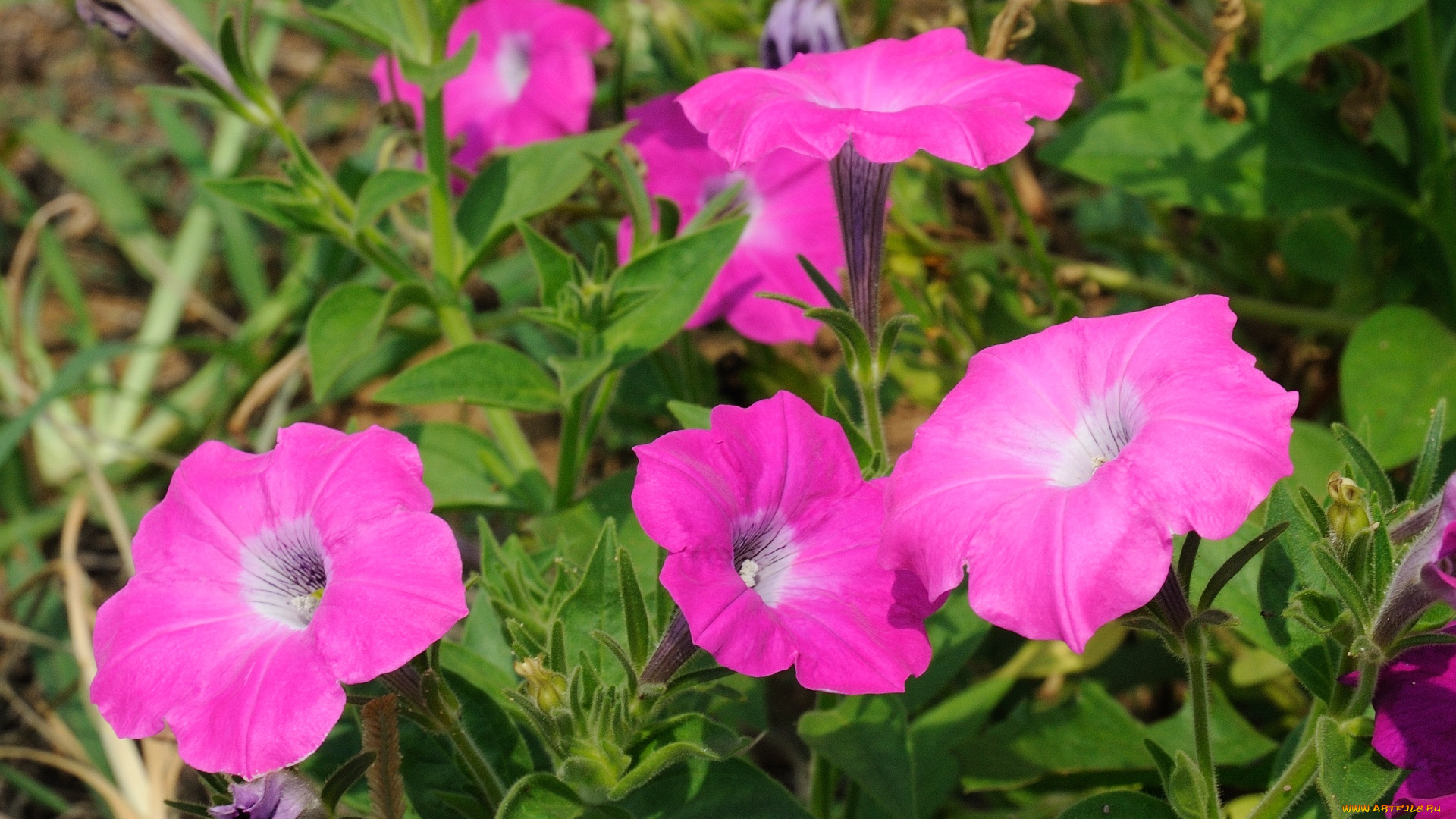 цветы, петунии, калибрахоа