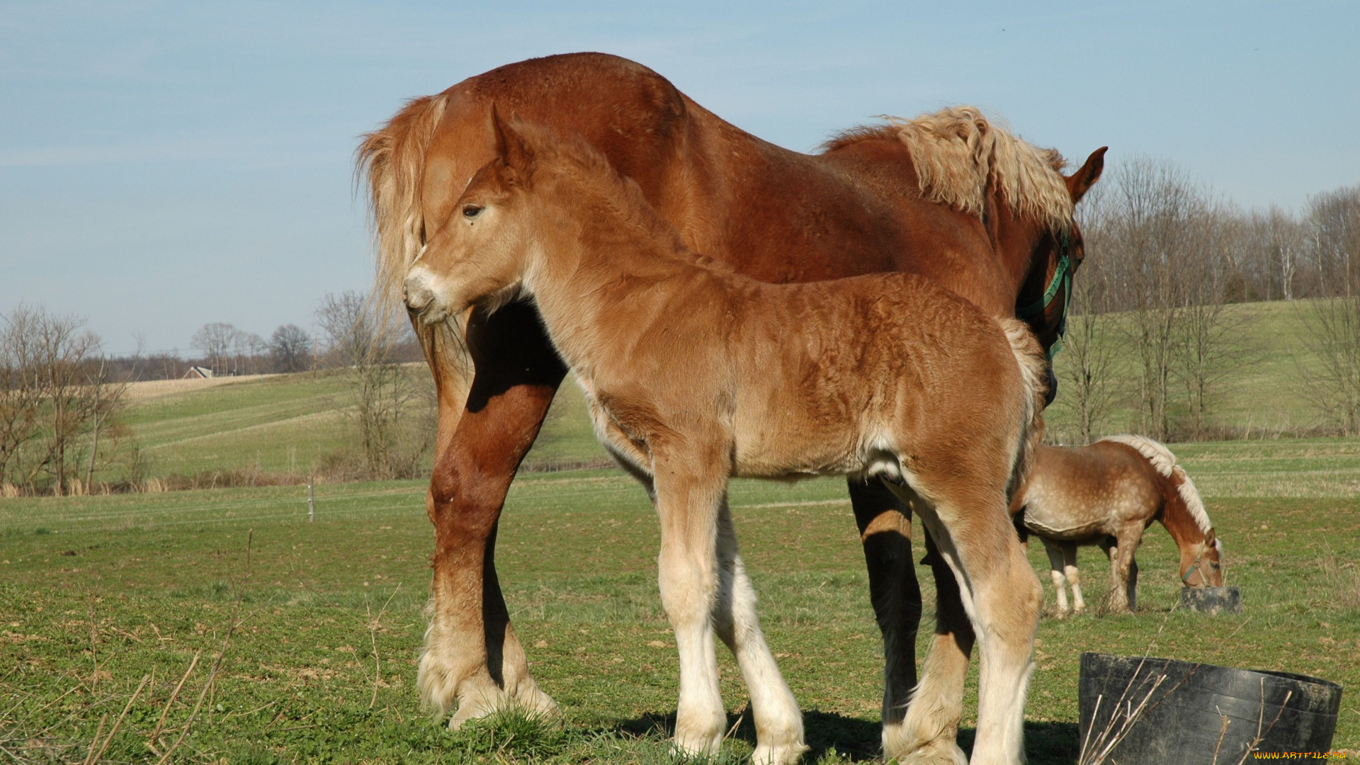 животные, лошади, жеребенок