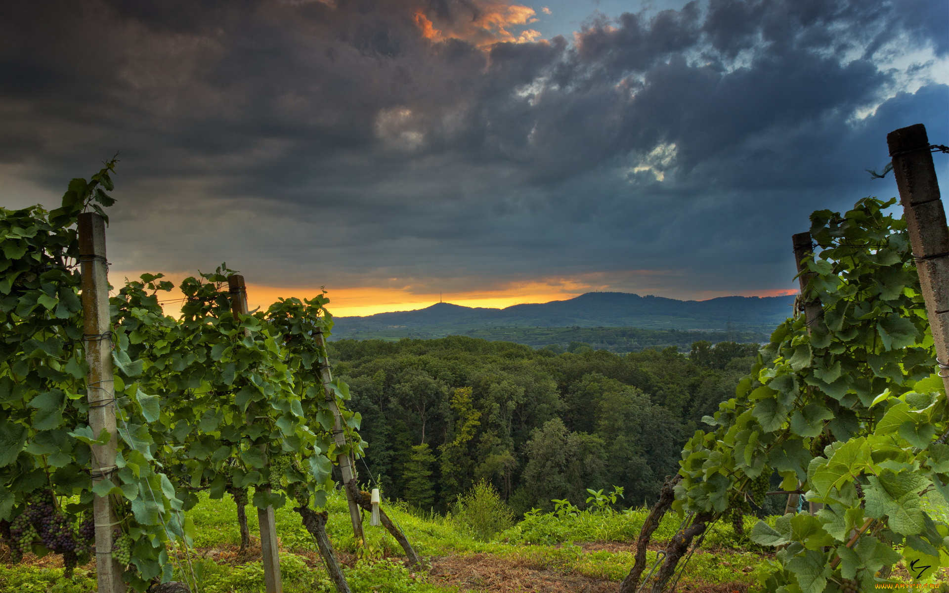 природа, пейзажи, деревья, виноградник