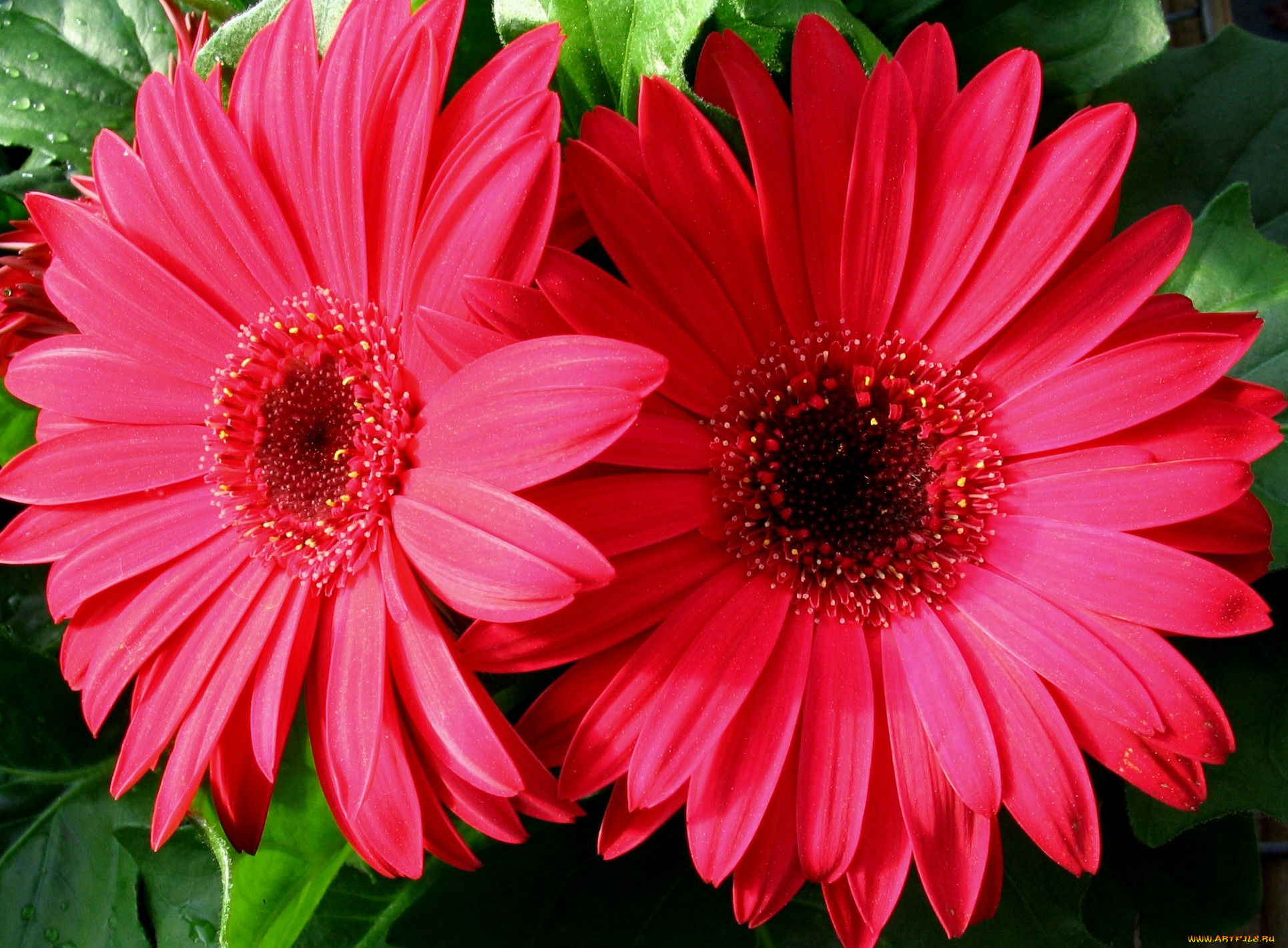 цветы, герберы, большой, красный