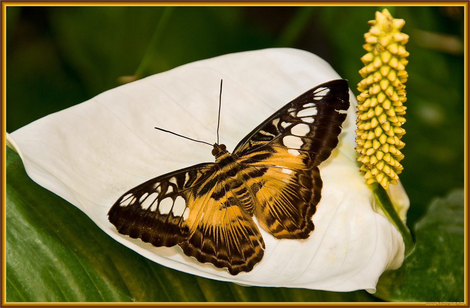 животные, бабочки, бабочка