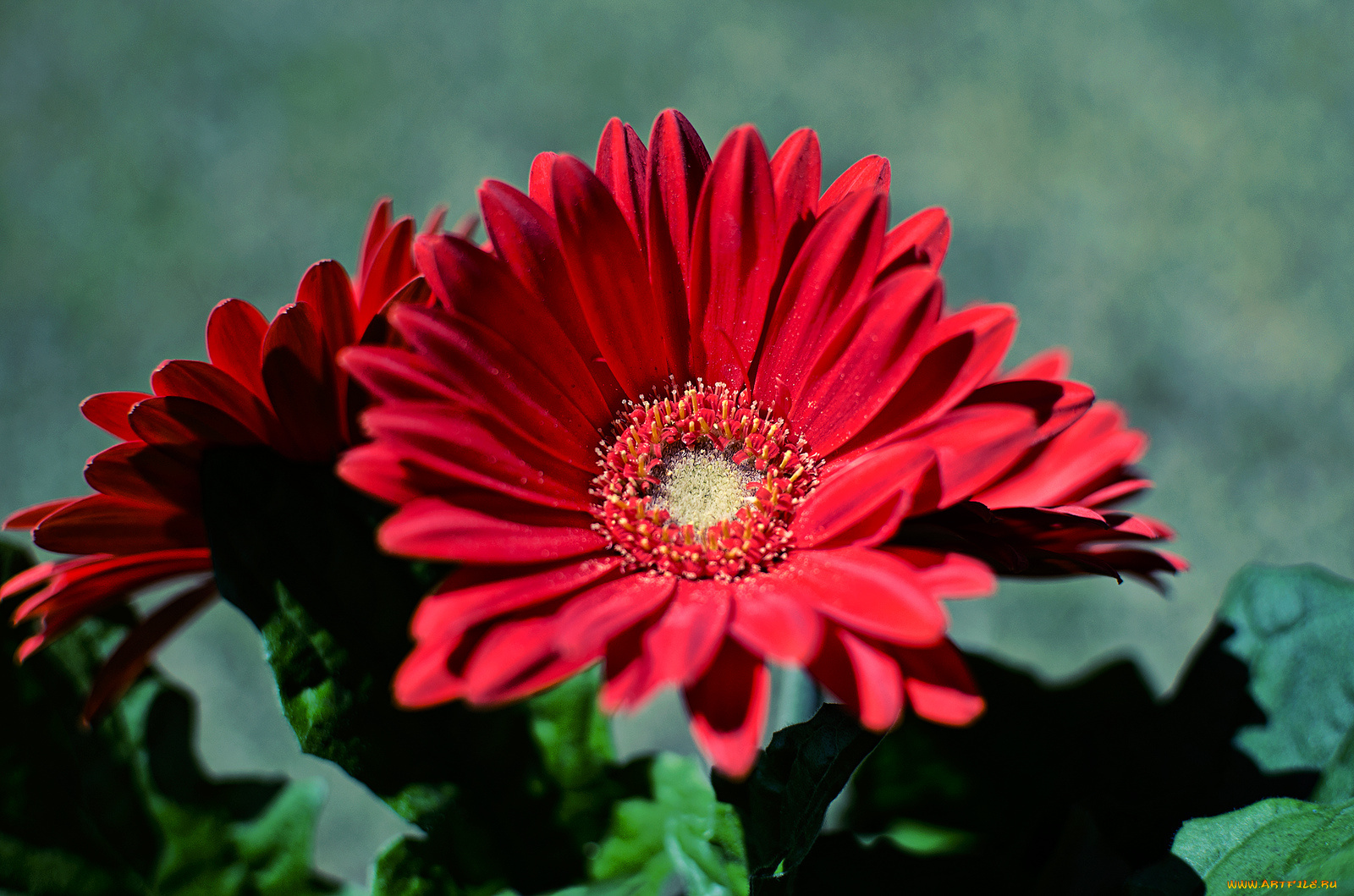 цветы, герберы, красный, лепестки