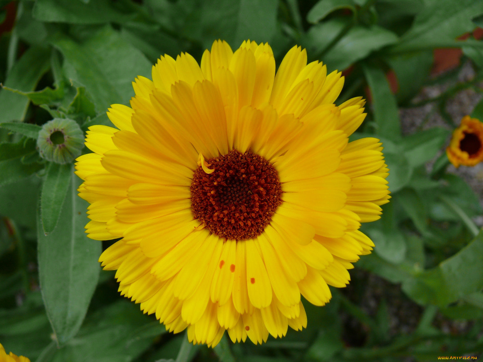 цветы, календула, лепестки, желтые