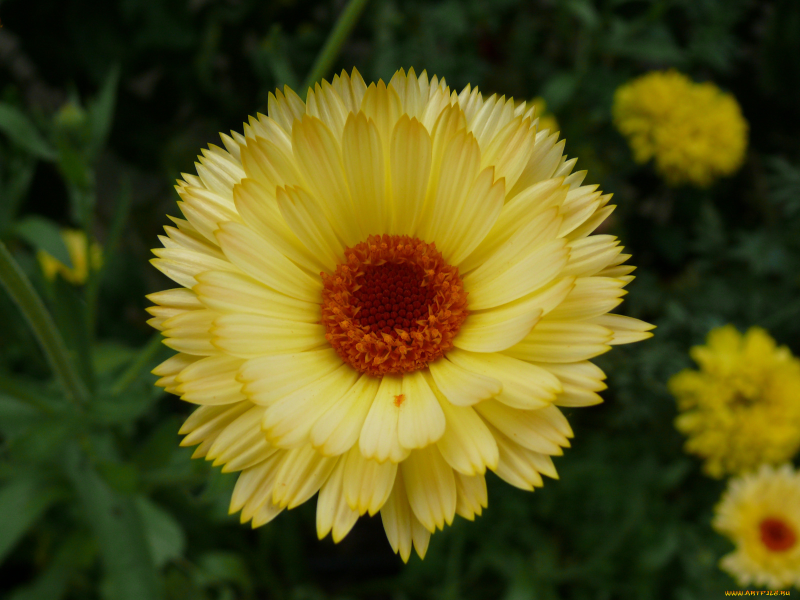 цветы, календула, лепестки, желтые