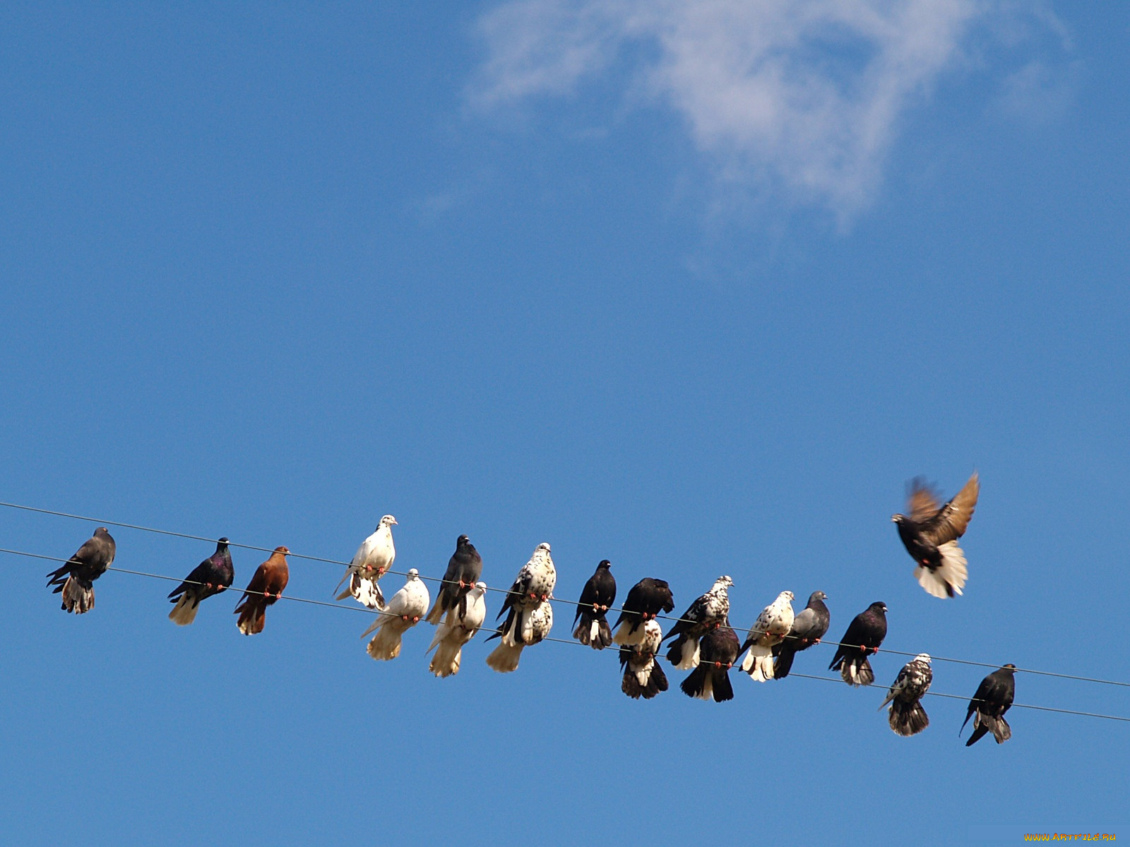 животные, голуби