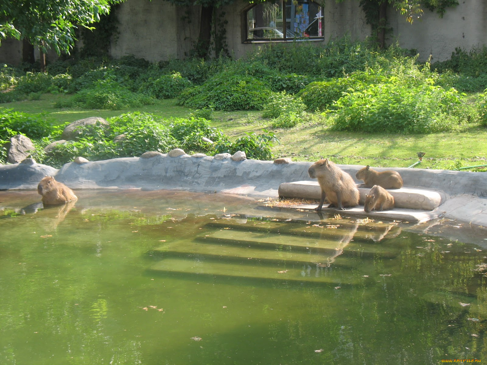 животные, капибары, ккпибары